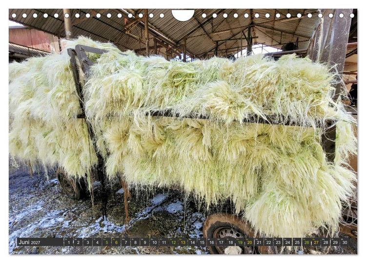 Produktbild: SISAL - von der Pflanze zum Produkt (Wandkalender 2027 DIN A4 quer), CALVENDO Monatskalender
