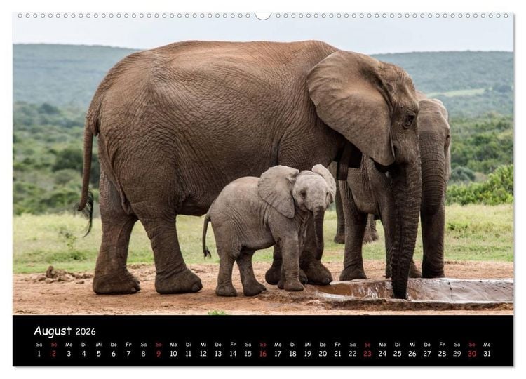 Produktbild: Tier-Momente in Afrika (hochwertiger Premium Wandkalender 2026 DIN A2 quer), Kunstdruck in Hochglanz