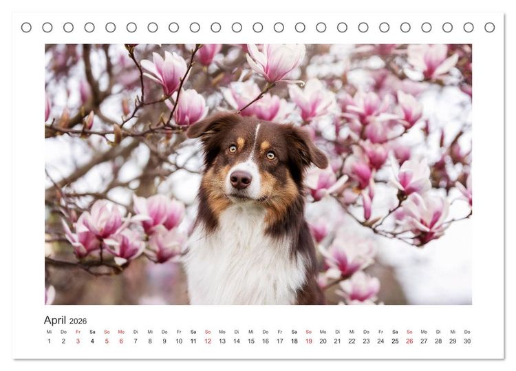 Produktbild: Herzensaussies - Australian Shepherd (Tischkalender 2026 DIN A5 quer), CALVENDO Monatskalender