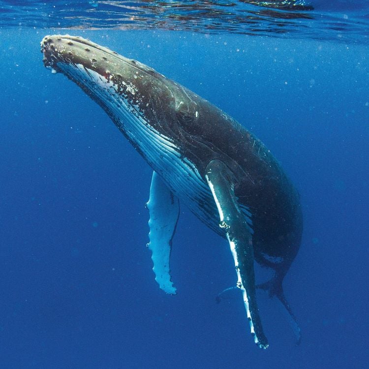 Produktbild: Meerestiere / Sea Creatures 2027