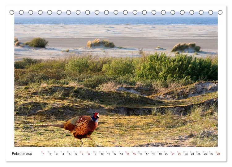 Produktbild: Wir fahren nach Borkum (Tischkalender 2026 DIN A5 quer), CALVENDO Monatskalender