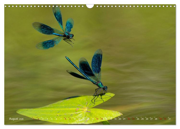 Produktbild: Naturwunder Libellen (Wandkalender 2026 DIN A3 quer), CALVENDO Monatskalender