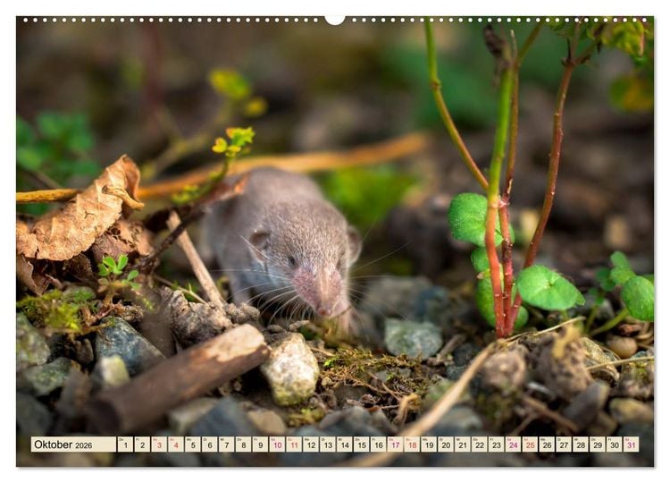 Produktbild: Kleiner Nager - Maus (hochwertiger Premium Wandkalender 2026 DIN A2 quer), Kunstdruck in Hochglanz