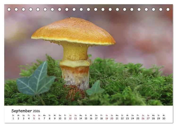 Produktbild: Pilzgalerie - Heimische Pilze von ihrer sch&ouml;nsten Seite (Tischkalender 2026 DIN A5 quer), CALVENDO Monatskalender
