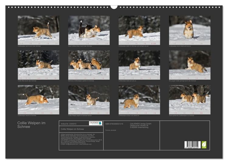 Produktbild: Collie Welpen im Schnee (Wandkalender 2027 DIN A2 quer), CALVENDO Monatskalender