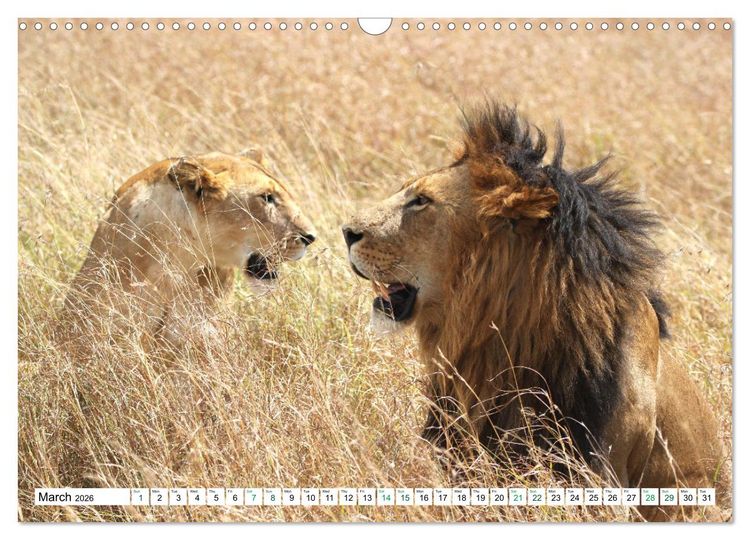 Produktbild: Simba Masai Mara Kenya Africa (Wall Calendar 2026 DIN A3 landscape), CALVENDO 12 Month Wall Calendar