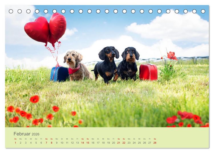 Produktbild: Dackel unterwegs (Tischkalender 2026 DIN A5 quer), CALVENDO Monatskalender