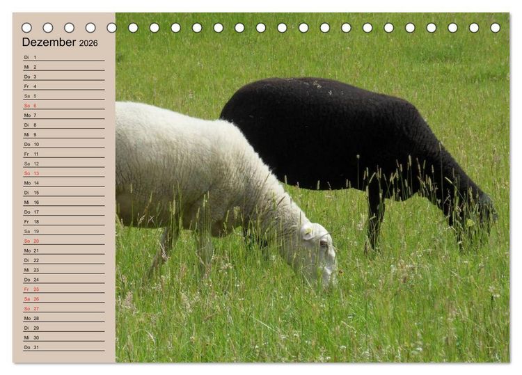 Produktbild: Schafe z&auml;hlen leicht gemacht! (Tischkalender 2026 DIN A5 quer), CALVENDO Monatskalender