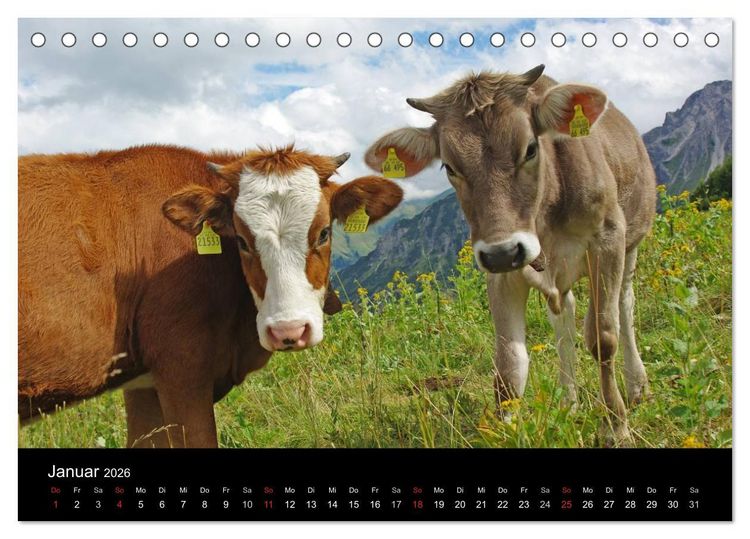 Produktbild: Gl&uuml;ckliches Rindvieh 2026 (Tischkalender 2026 DIN A5 quer), CALVENDO Monatskalender