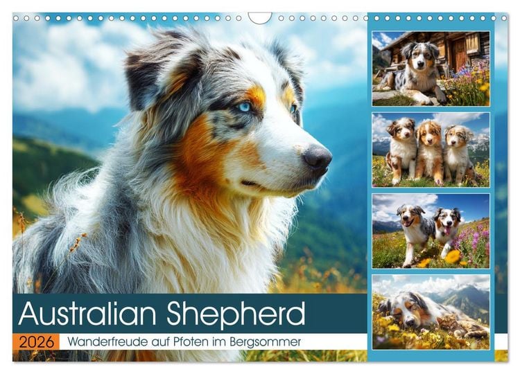 Produktbild: Australian Shepherd. Wanderfreude auf Pfoten im Bergsommer (Wandkalender 2026 DIN A3 quer), CALVENDO Monatskalender