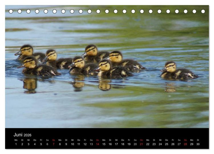 Produktbild: Das Leben der Enten (Tischkalender 2026 DIN A5 quer), CALVENDO Monatskalender