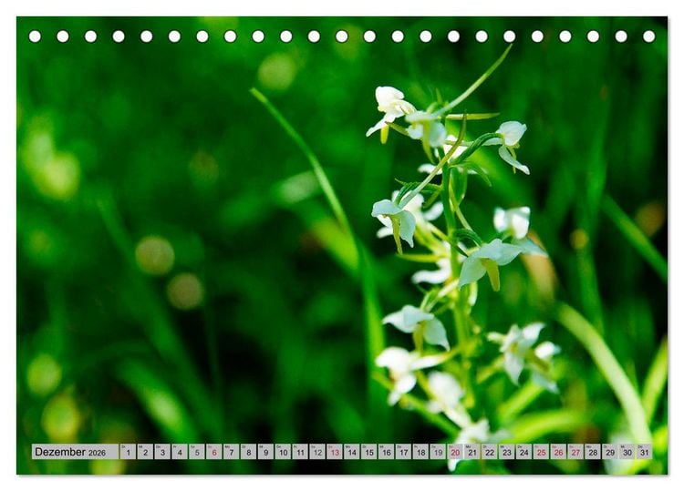 Produktbild: Orchideenwiese 2026 (Tischkalender 2026 DIN A5 quer), CALVENDO Monatskalender
