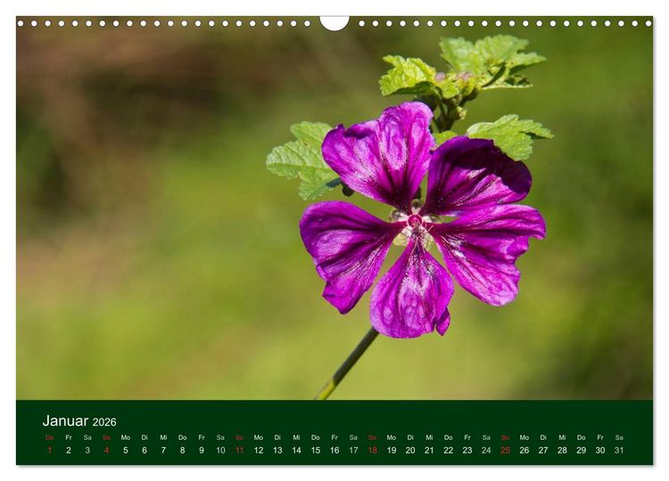 Produktbild: Blumen und Bl&uuml;ten (Wandkalender 2026 DIN A3 quer), CALVENDO Monatskalender