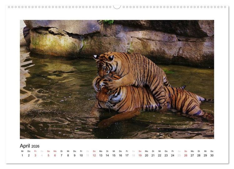 Produktbild: Tiger 2026 (Wandkalender 2026 DIN A2 quer), CALVENDO Monatskalender