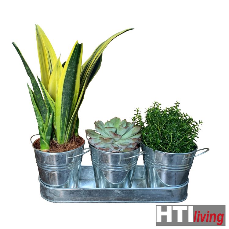 Produktbild: HTI-Living Pflanz-Set CORNWALL, D=13cm, H=12 cm, L=38,5 cm,