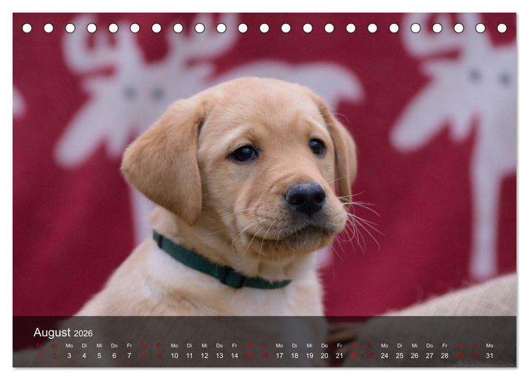 Produktbild: Labrador Retriever Welpen (Tischkalender 2026 DIN A5 quer), CALVENDO Monatskalender