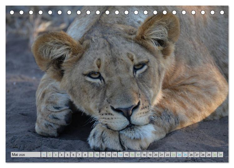 Produktbild: L&ouml;wen. Die K&ouml;nige Afrikas (Tischkalender 2026 DIN A5 quer), CALVENDO Monatskalender