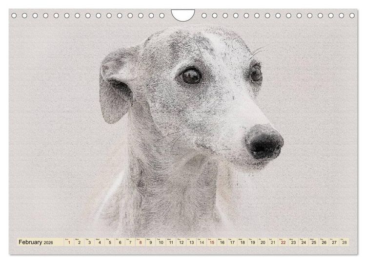 Produktbild: Whippets 2026 (Wall Calendar 2026 DIN A4 landscape), CALVENDO 12 Month Wall Calendar