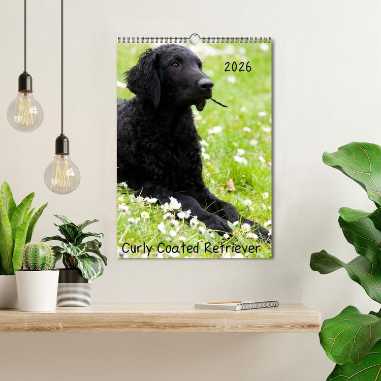 Produktbild: Curly Coated Retriever 2026 (Wandkalender 2026 DIN A3 hoch), CALVENDO Monatskalender