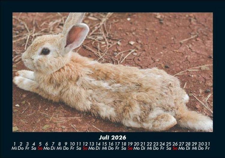 Produktbild: Haustierkalender 2026 Fotokalender DIN A5