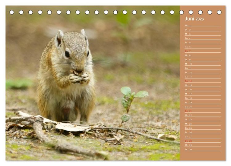 Produktbild: Afrika - Faszinierende Tierwelt (Tischkalender 2026 DIN A5 quer), CALVENDO Monatskalender