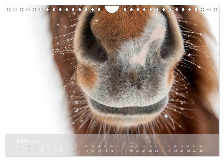 Produktbild: Islandpferde - Stolz und Stark durch Sommer und Winter (Wandkalender 2026 DIN A4 quer), CALVENDO Monatskalender