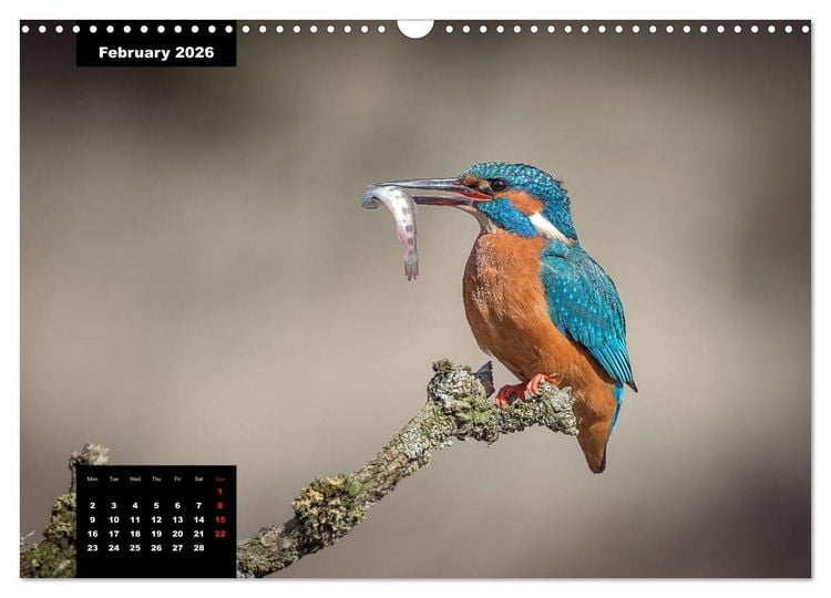 Produktbild: Beautiful birds THE KINGFISHER (Wall Calendar 2026 DIN A3 landscape), CALVENDO 12 Month Wall Calendar