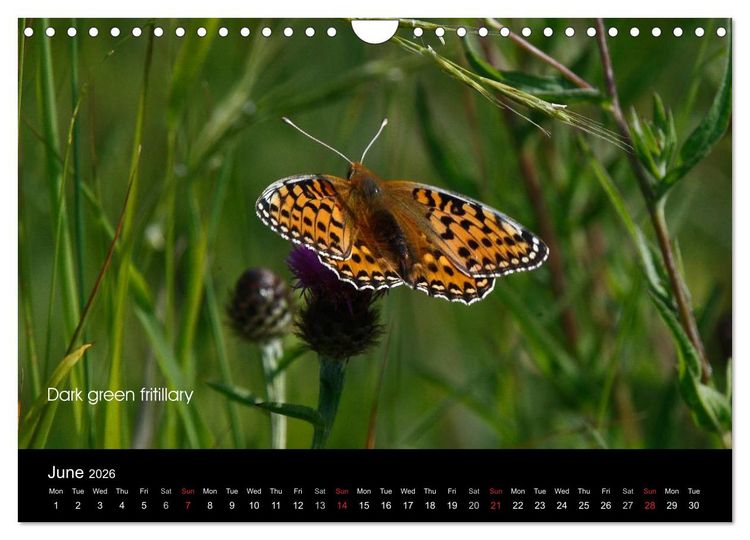 Produktbild: Beautiful British Butterflies (Wall Calendar 2026 DIN A4 landscape), CALVENDO 12 Month Wall Calendar
