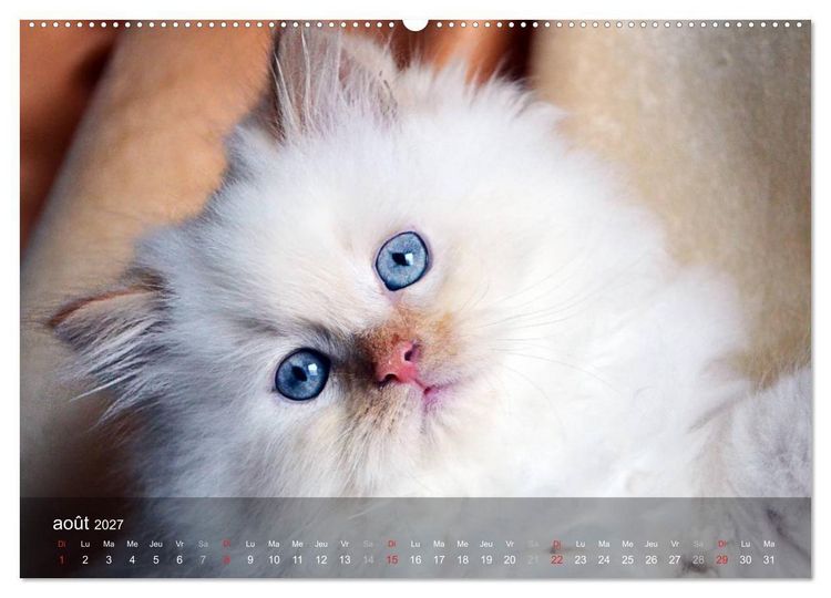 Produktbild: Mine de chat (Calendrier mural haut de gamme 2027 DIN A2 vertical), CALVENDO calendrier mensuel