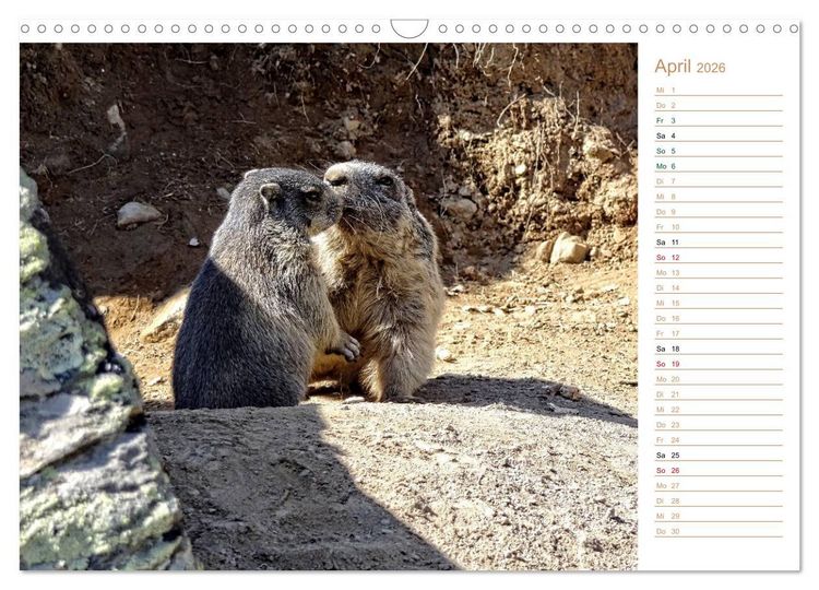 Produktbild: Wildlife - Verspielte Murmeltiere (Wandkalender 2026 DIN A3 quer), CALVENDO Monatskalender