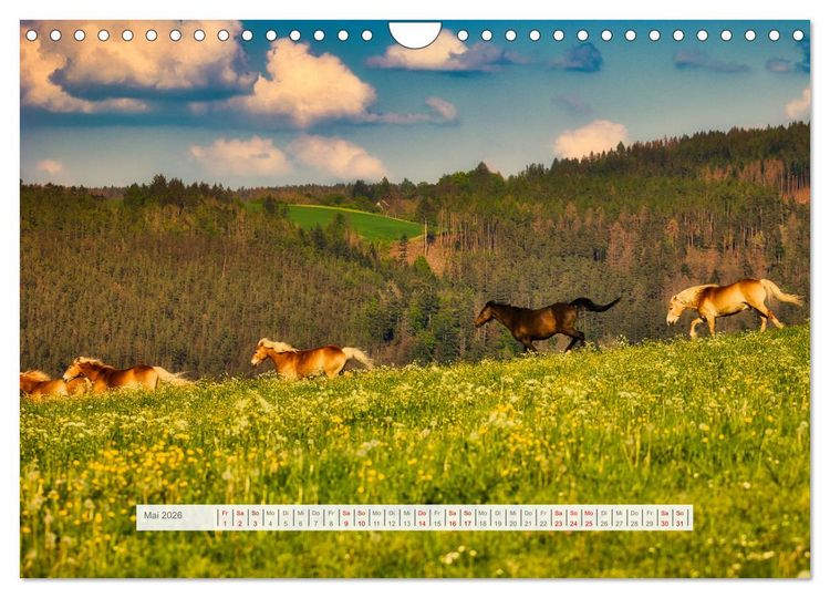 Produktbild: Haflinger im Th&uuml;ringer Wald (Wandkalender 2026 DIN A4 quer), CALVENDO Monatskalender