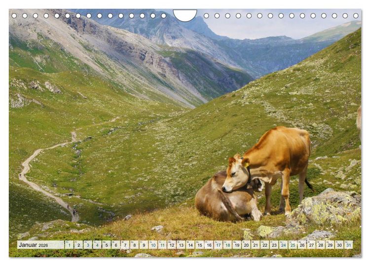 Produktbild: K&uuml;he im Einklang mit der Natur (Wandkalender 2026 DIN A4 quer), CALVENDO Monatskalender