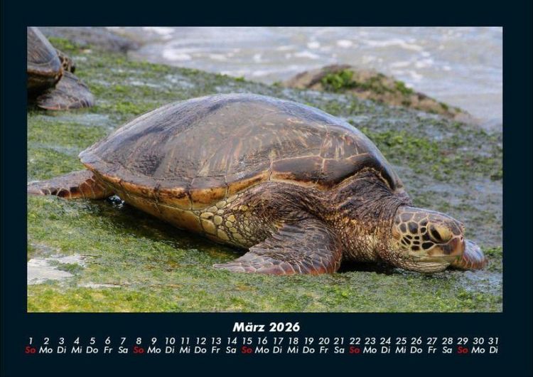 Produktbild: Schildkr&ouml;tenzauber 2026 Fotokalender DIN A4