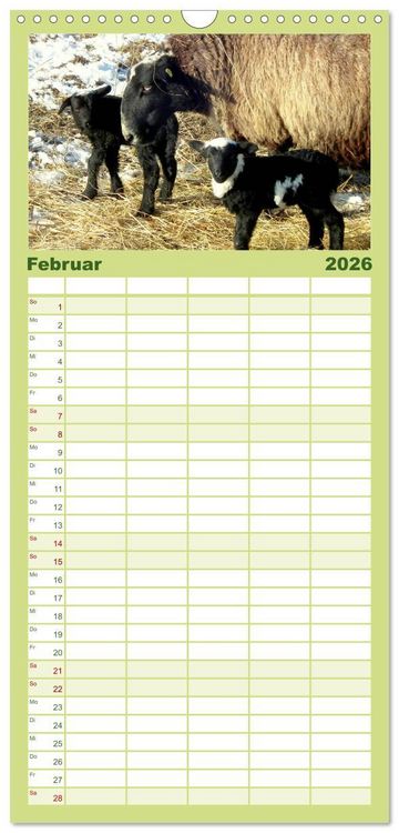 Produktbild: Familienplaner 2026 - Sch&auml;fchen z&auml;hlen - mit Schafen durchs Jahr mit 5 Spalten (Wandkalender, 21 x 45 cm) CALVENDO