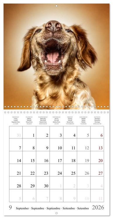 Produktbild: Funny Dog Faces (Wall Calendar 2026 12 &times; 12 Inch) CALVENDO 12 Month Wall Calendar