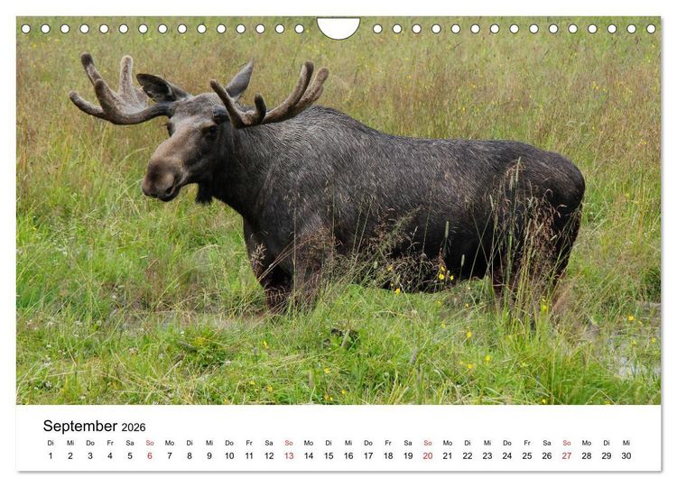 Produktbild: Schweden - V&auml;rmland (Wandkalender 2026 DIN A4 quer), CALVENDO Monatskalender