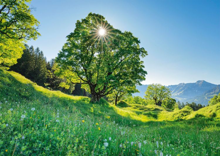 Produktbild: Berg-Ahorn im Sonnenlicht, St. Gallen, Schweiz