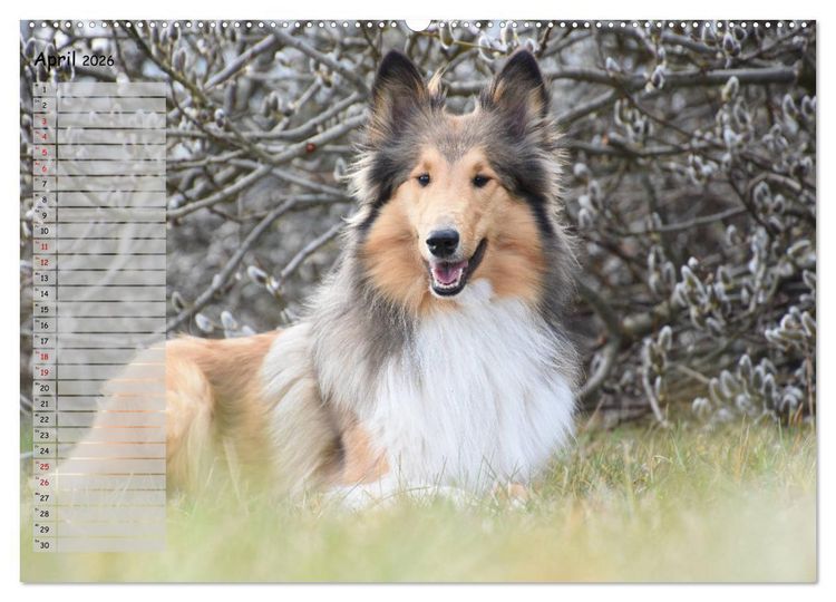 Produktbild: Highland Hawk Fame - Ein Collie begleitet durch das Jahr (Wandkalender 2026 DIN A2 quer), CALVENDO Monatskalender
