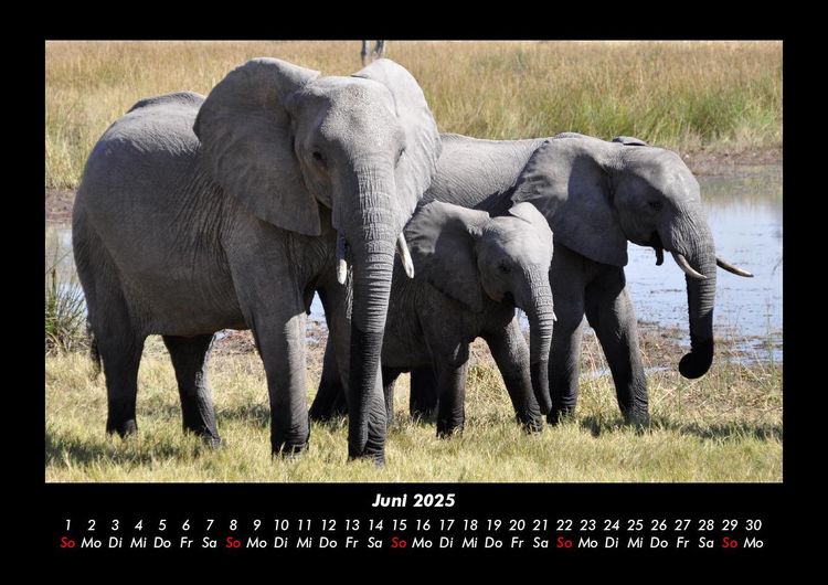 Produktbild: Der Elefantenkalender 2025 Fotokalender DIN A3