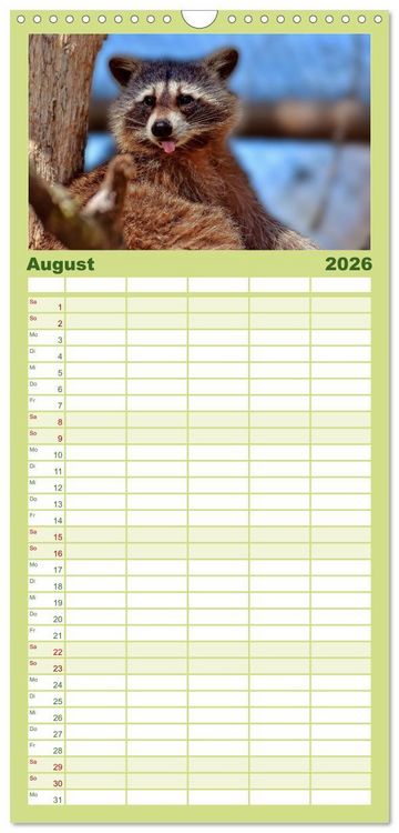 Produktbild: Familienplaner 2026 - Waschb&auml;r - Niedlicher Allesfresser mit 5 Spalten (Wandkalender, 21 x 45 cm) CALVENDO