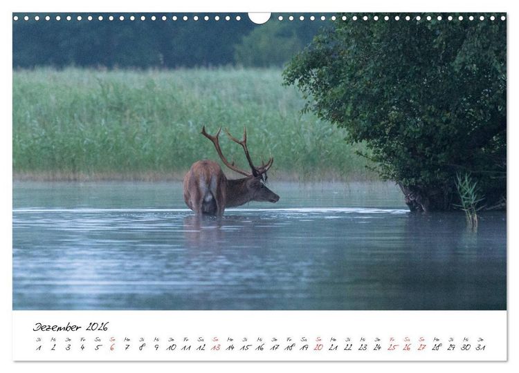 Produktbild: Rotwild - im Naturparadies der Mecklenburgischen Seenplatte (Wandkalender 2026 DIN A3 quer), CALVENDO Monatskalender