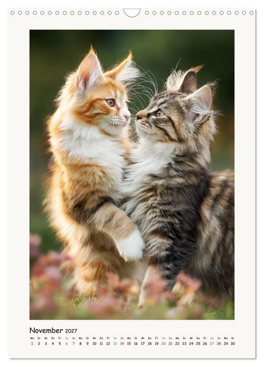 Produktbild: Main-Coon-Katzen. Sanfte Riesen im Gr&uuml;nen (Wandkalender 2027 DIN A3 hoch), CALVENDO Monatskalender