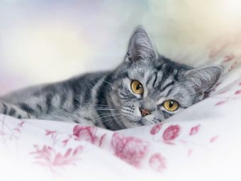 Produktbild: CALVENDO Puzzle Britisch Kurzhaar - Katzen zum Verlieben | 1000 Teile Lege-Gr&ouml;&szlig;e 64 &times; 48 cm Foto-Puzzle f&uuml;r gl&uuml;ckliche Stunden