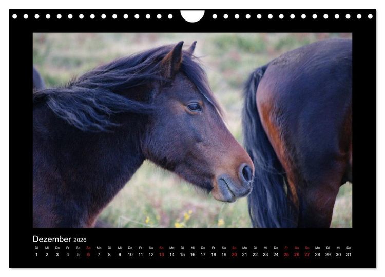 Produktbild: Garranos - Bedrohte Wildpferde Europas (Wandkalender 2026 DIN A4 quer), CALVENDO Monatskalender