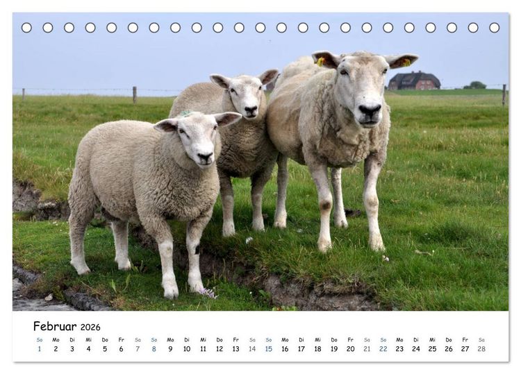 Produktbild: F&ouml;hr und Halligwelt 2026 (Tischkalender 2026 DIN A5 quer), CALVENDO Monatskalender