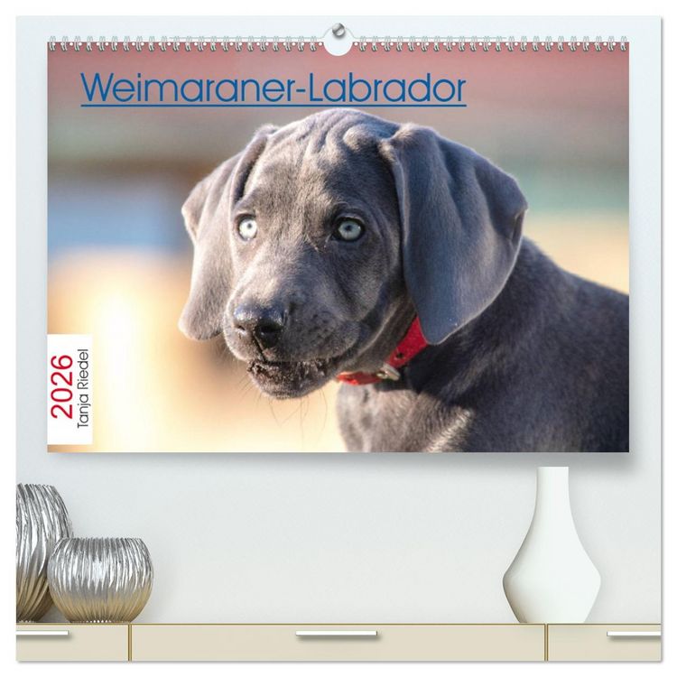 Produktbild: Weimaraner-Labrador (hochwertiger Premium Wandkalender 2026 DIN A2 quer), Kunstdruck in Hochglanz