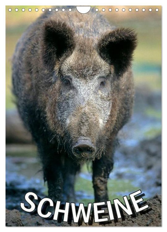 Produktbild: Schweine 2026 (Wandkalender 2026 DIN A4 hoch), CALVENDO Monatskalender
