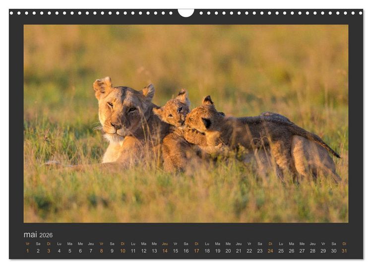 Produktbild: Lions &ndash; Photographies de la faune (Calendrier mural 2026 DIN A3 vertical), CALVENDO calendrier mensuel