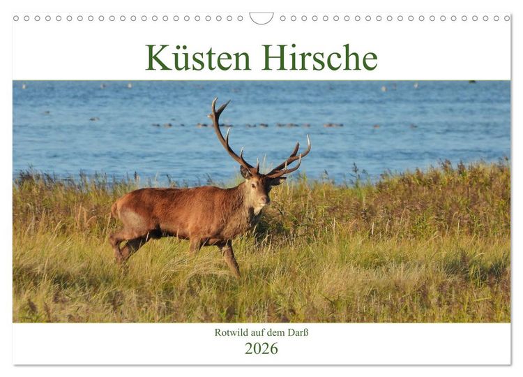 Produktbild: K&uuml;sten Hirsche - Rotwild auf dem Dar&szlig; (Wandkalender 2026 DIN A3 quer), CALVENDO Monatskalender