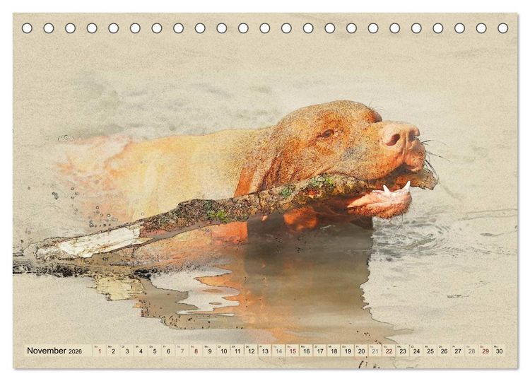 Produktbild: Magyar Vizsla 2026 (Tischkalender 2026 DIN A5 quer), CALVENDO Monatskalender